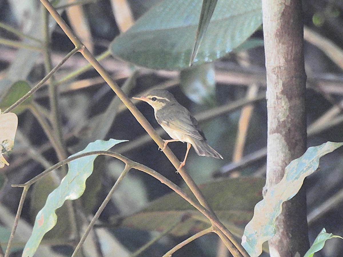 Arctic Warbler - ML638380555