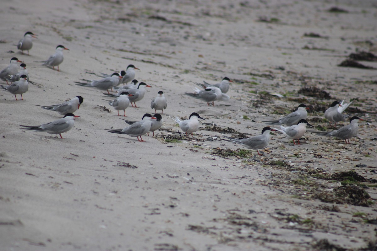 Roseate Tern - ML638380556