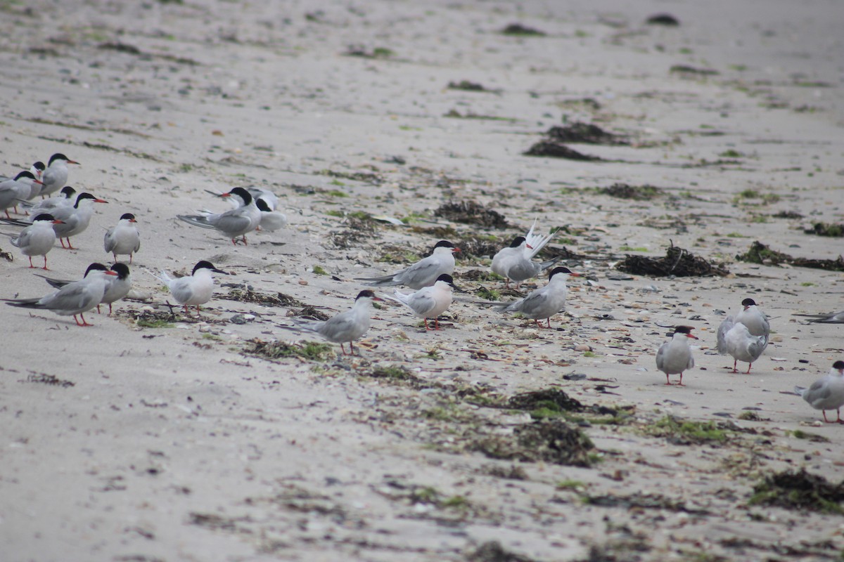 Roseate Tern - ML638380557
