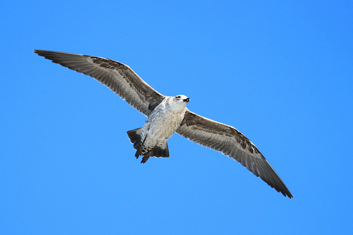 Kelp Gull - ML638380561
