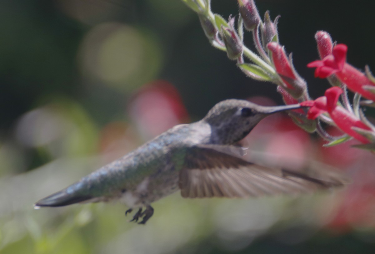 Anna's Hummingbird - ML638380563