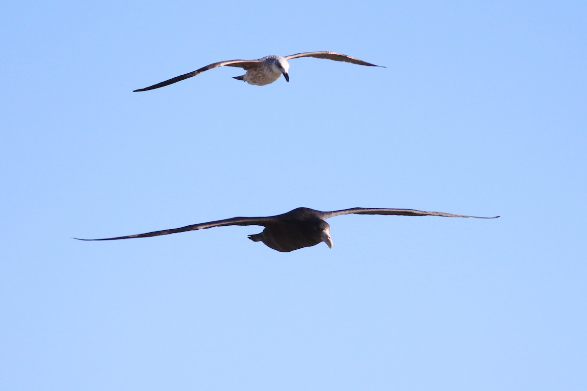 Southern Giant-Petrel - ML638380568