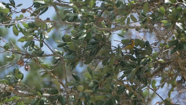 Tropical Parula - ML638380579