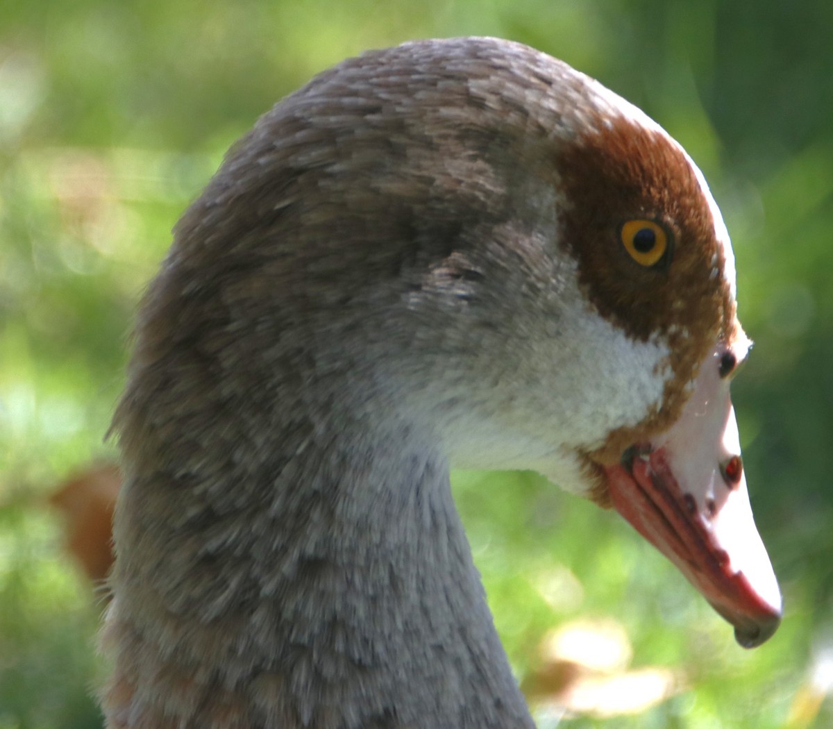 Egyptian Goose - ML638380589