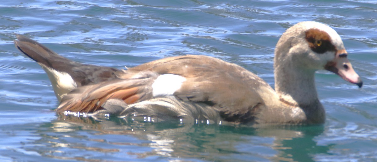 Egyptian Goose - ML638380590