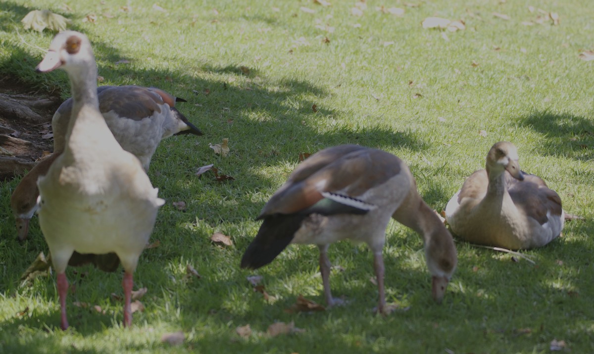 Egyptian Goose - ML638380600