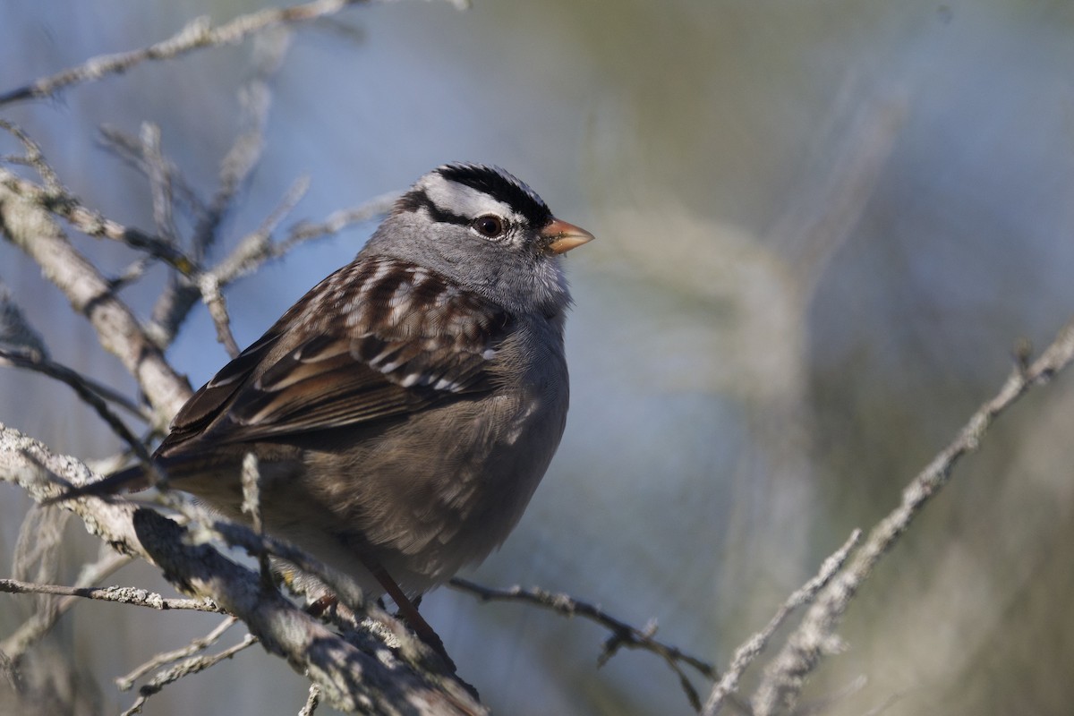 White-crowned Sparrow - ML638380604