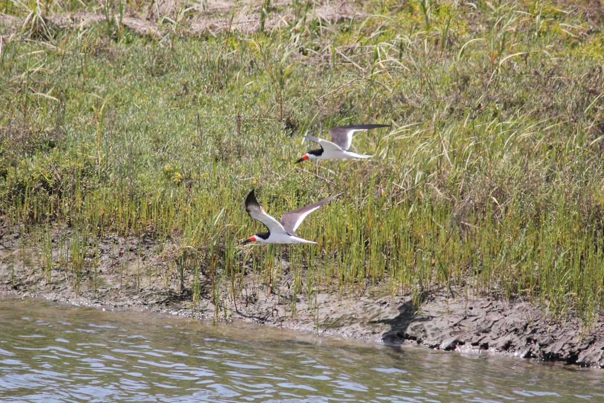 Black Skimmer - ML638380607