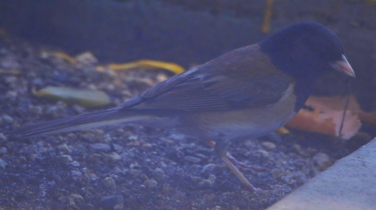 Junco Ojioscuro - ML638380610