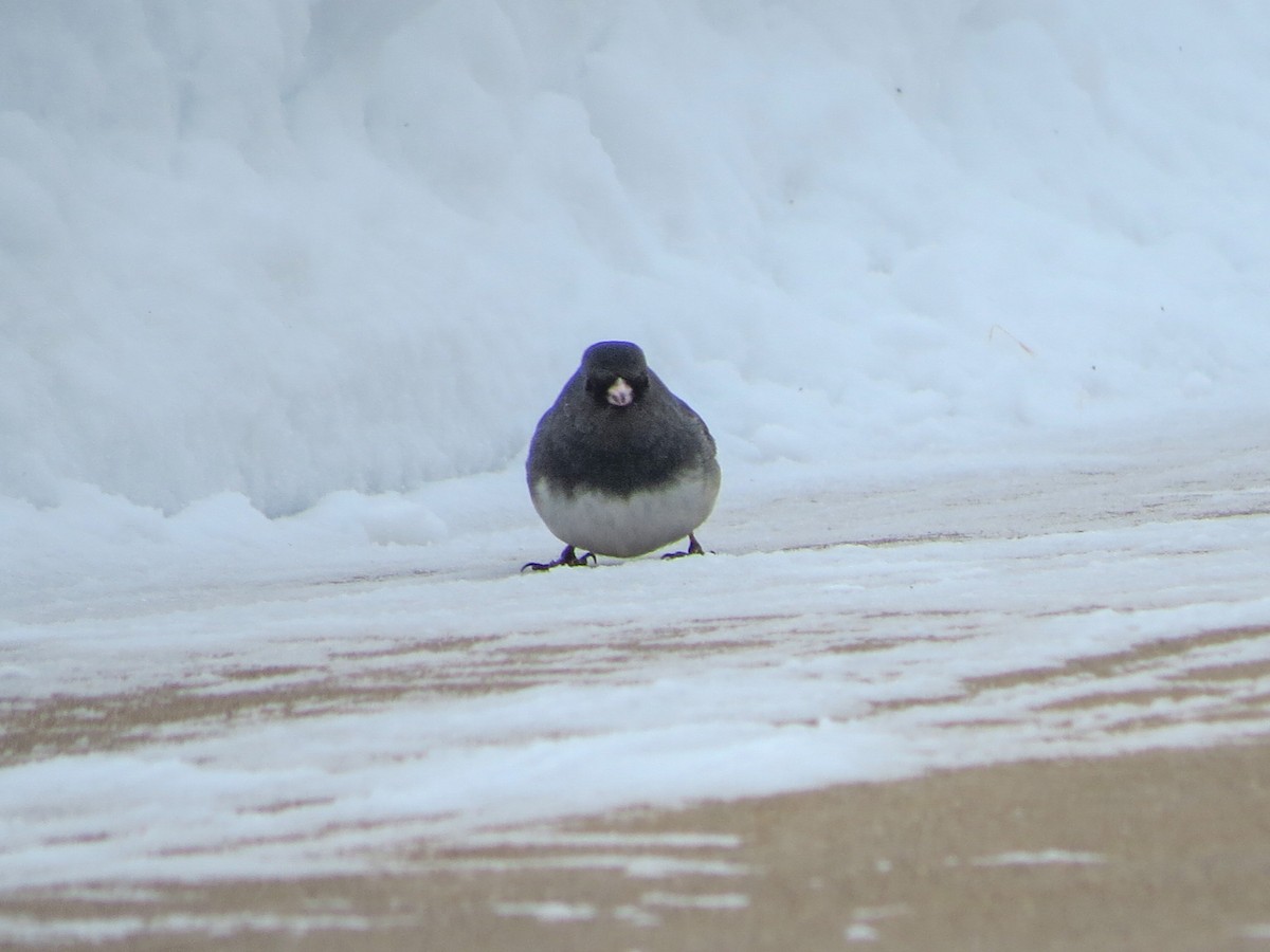 Junco Ojioscuro (hyemalis/carolinensis) - ML638380611