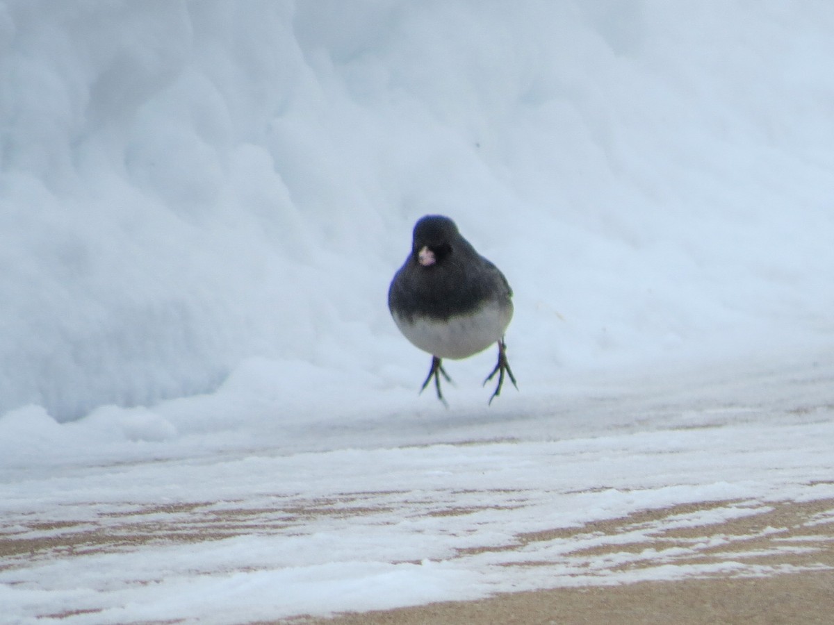Junco Ojioscuro (hyemalis/carolinensis) - ML638380612