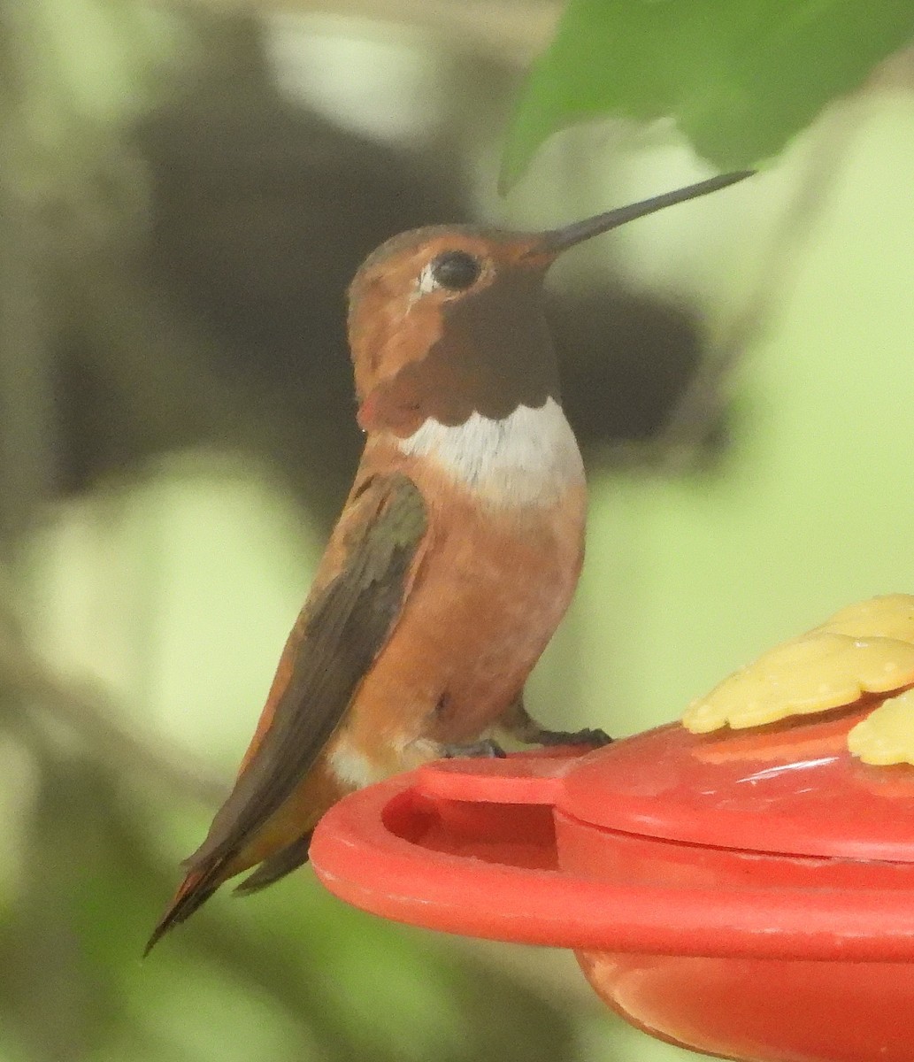Rufous Hummingbird - ML638380618
