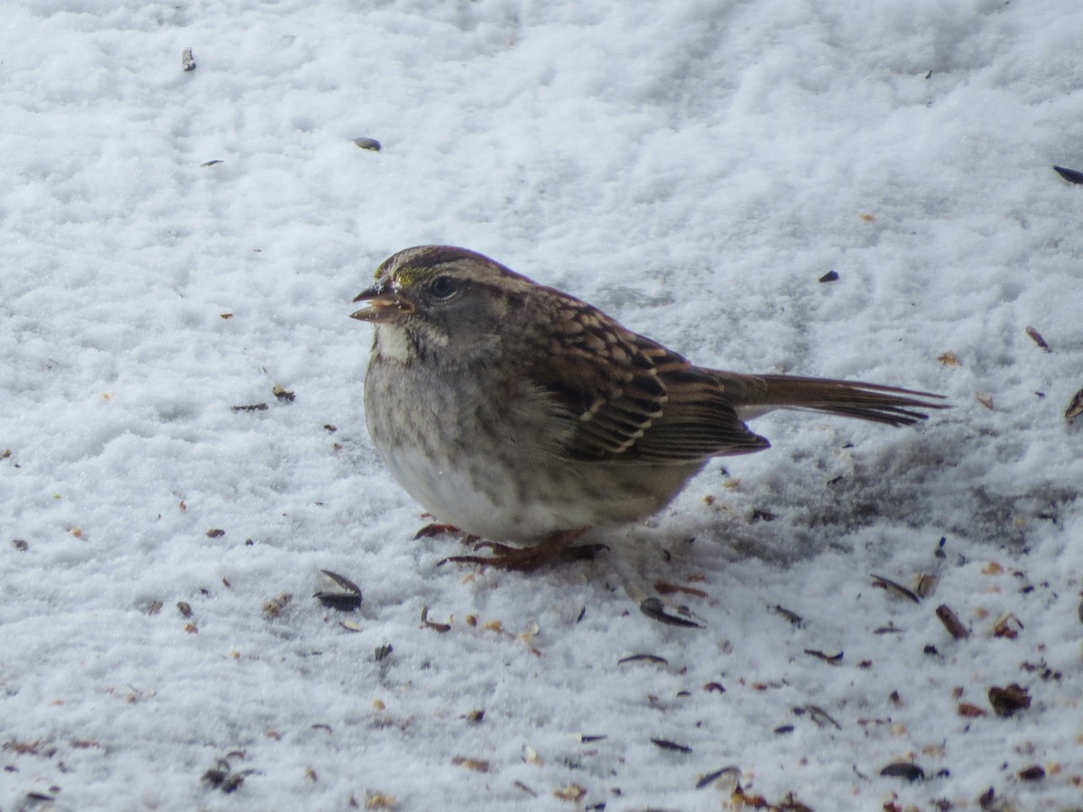 White-throated Sparrow - ML638380626