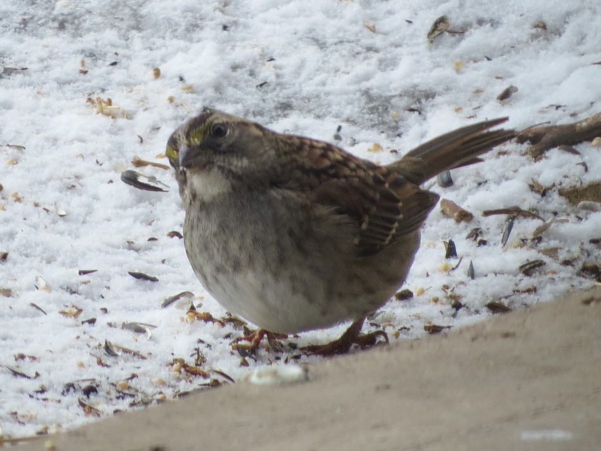 White-throated Sparrow - ML638380627