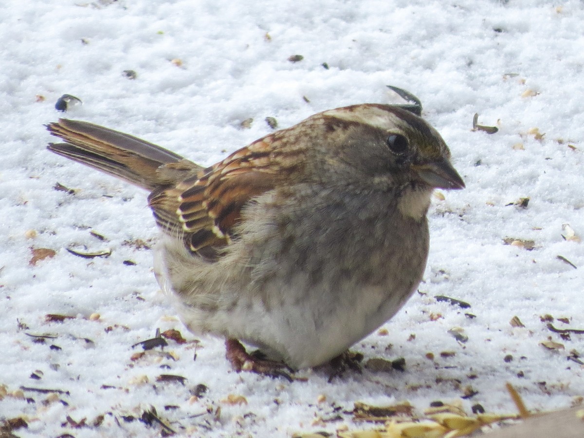 White-throated Sparrow - ML638380628