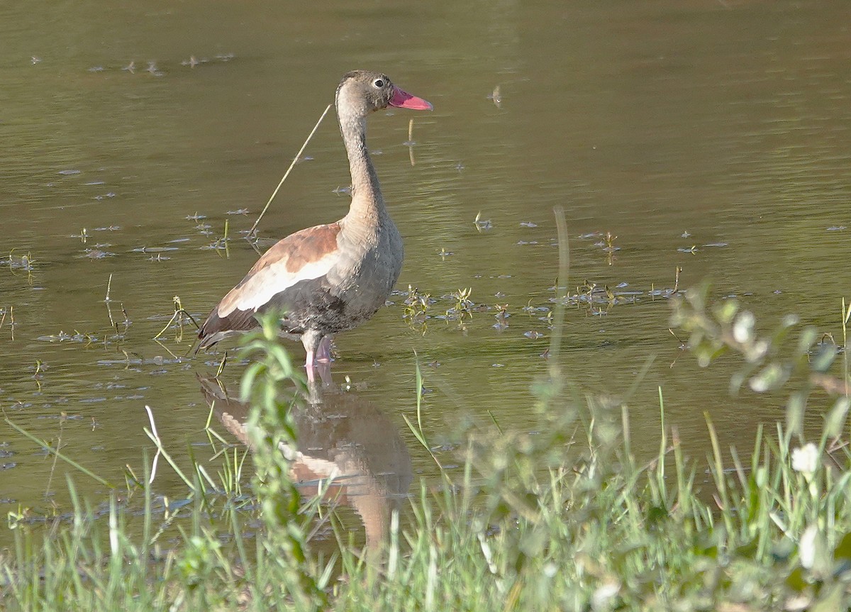 Black-bellied Whistling-Duck - ML638380633