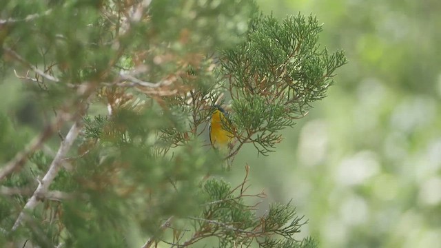 Tropical Parula - ML638380636