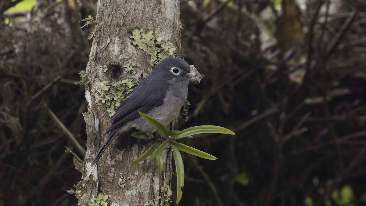 White-eyed Slaty-Flycatcher - ML638380644