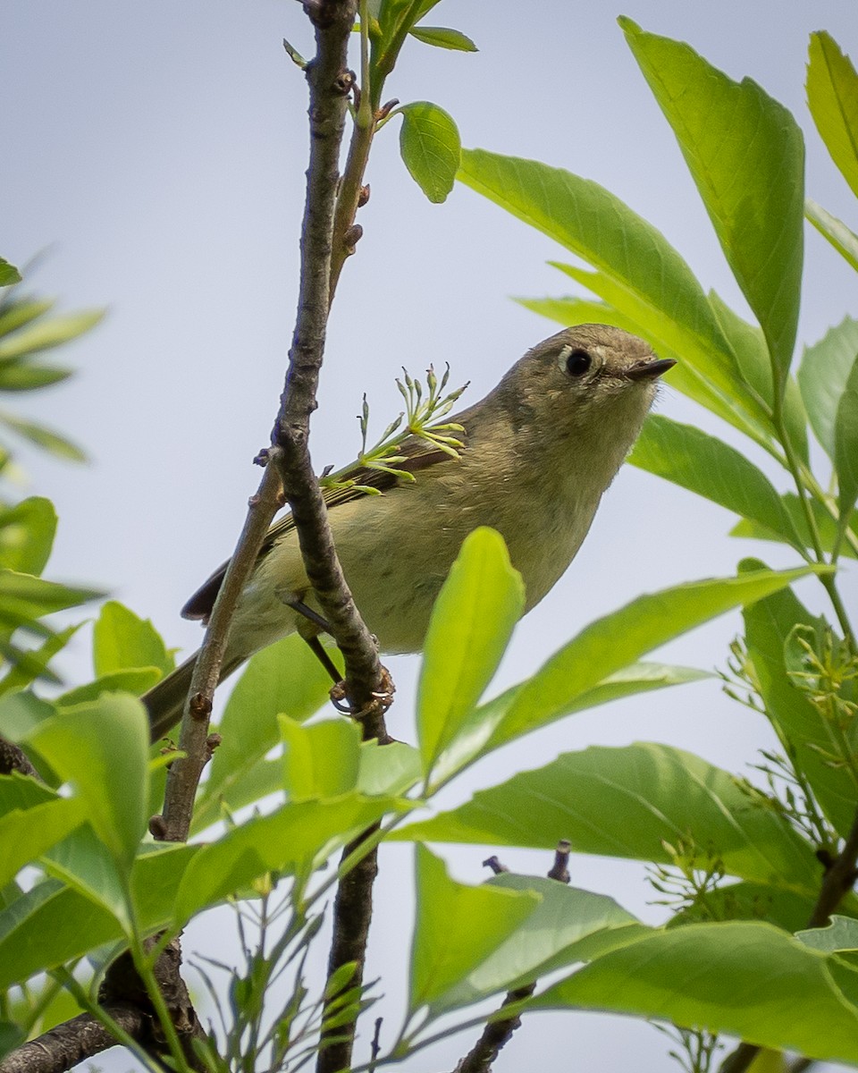 Ruby-crowned Kinglet - ML638380657