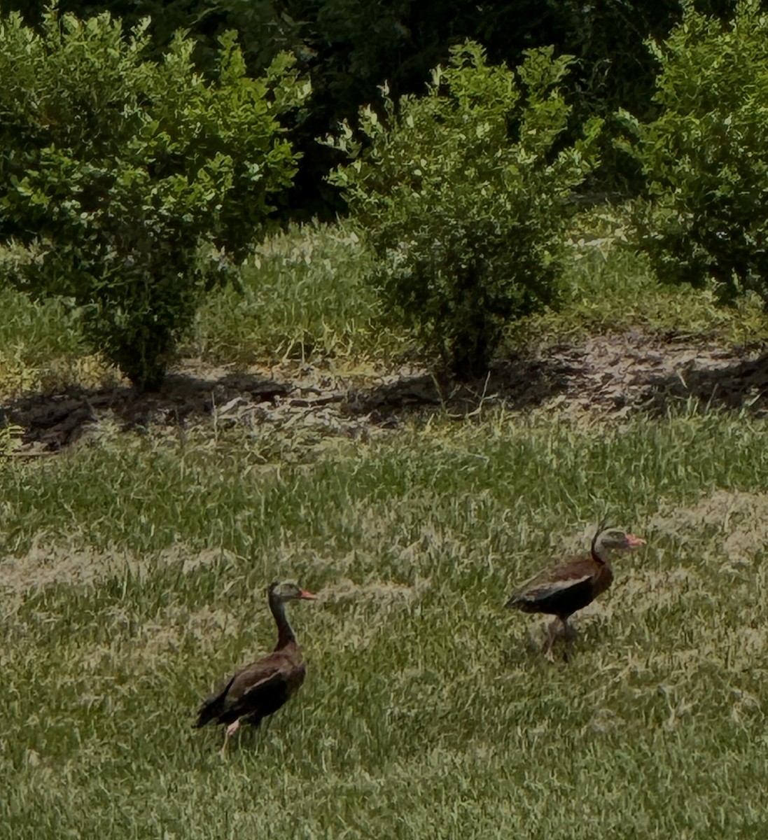 Black-bellied Whistling-Duck - ML638380660
