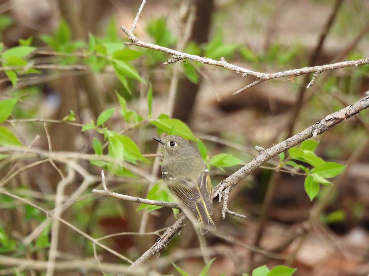 Ruby-crowned Kinglet - ML638380670