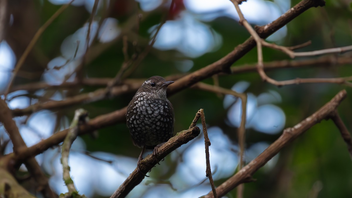Sharp-tailed Streamcreeper - ML638380676