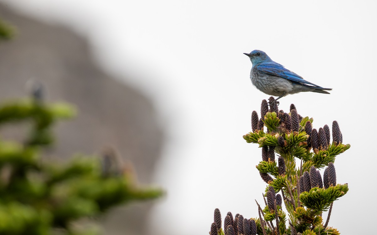 Mountain Bluebird - ML638380685