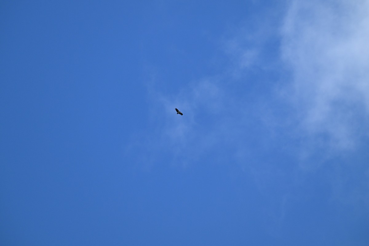 King Vulture - ML638380686