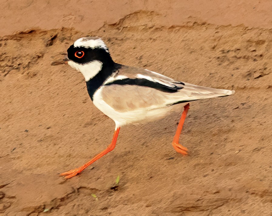 Pied Plover - ML638380692