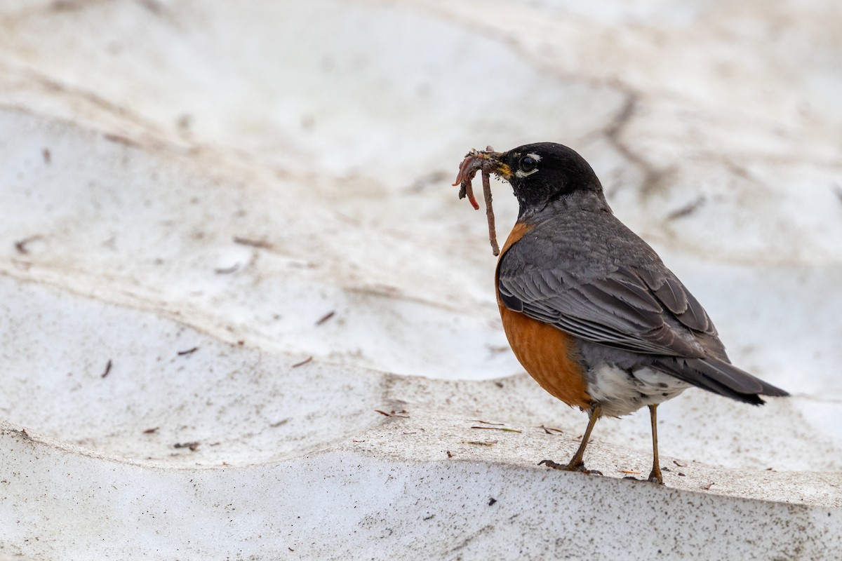 American Robin - ML638380695