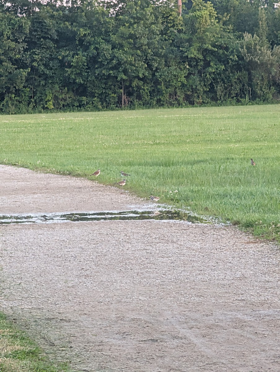 Killdeer - ML638380702