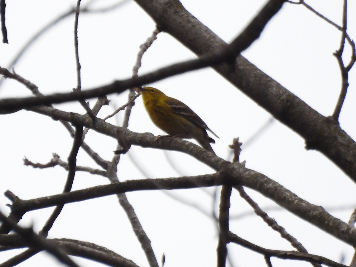 Pine Warbler - ML638380719