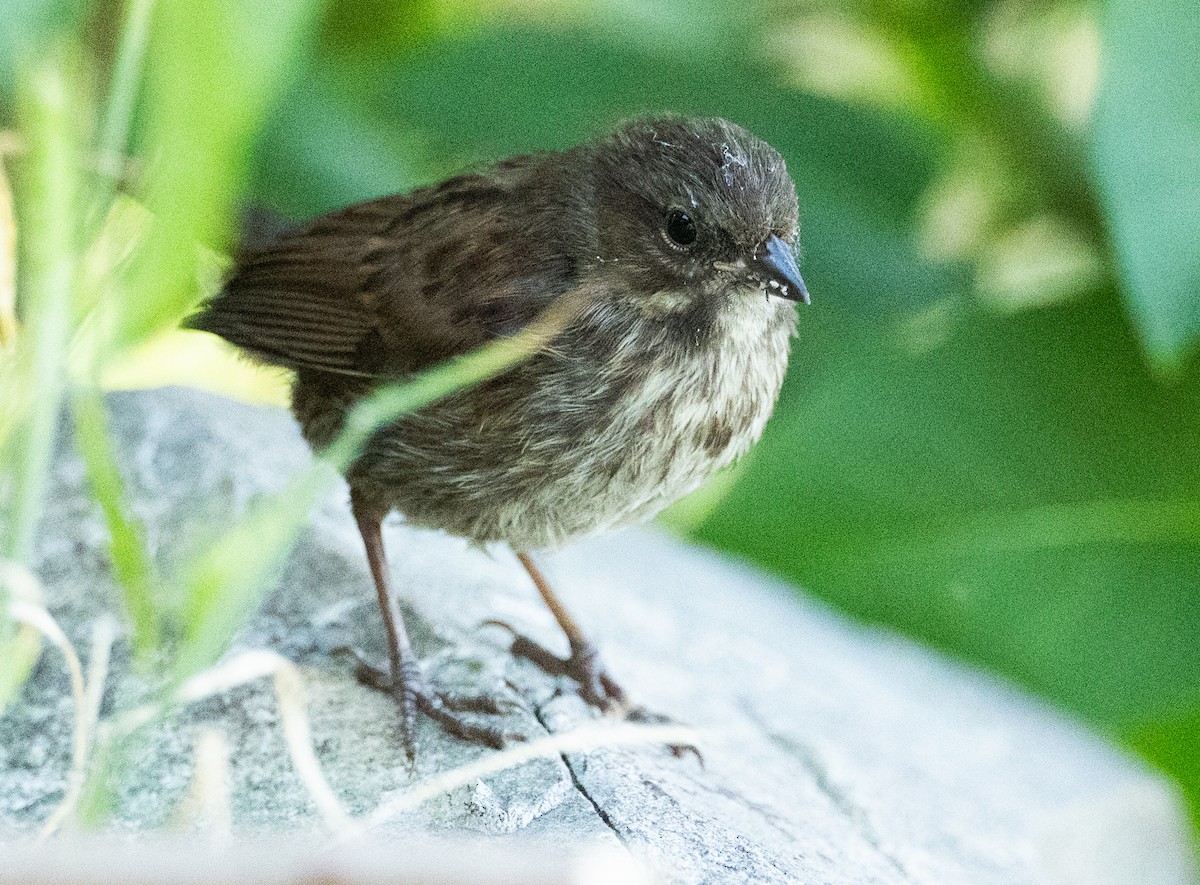 Song Sparrow - ML638380723