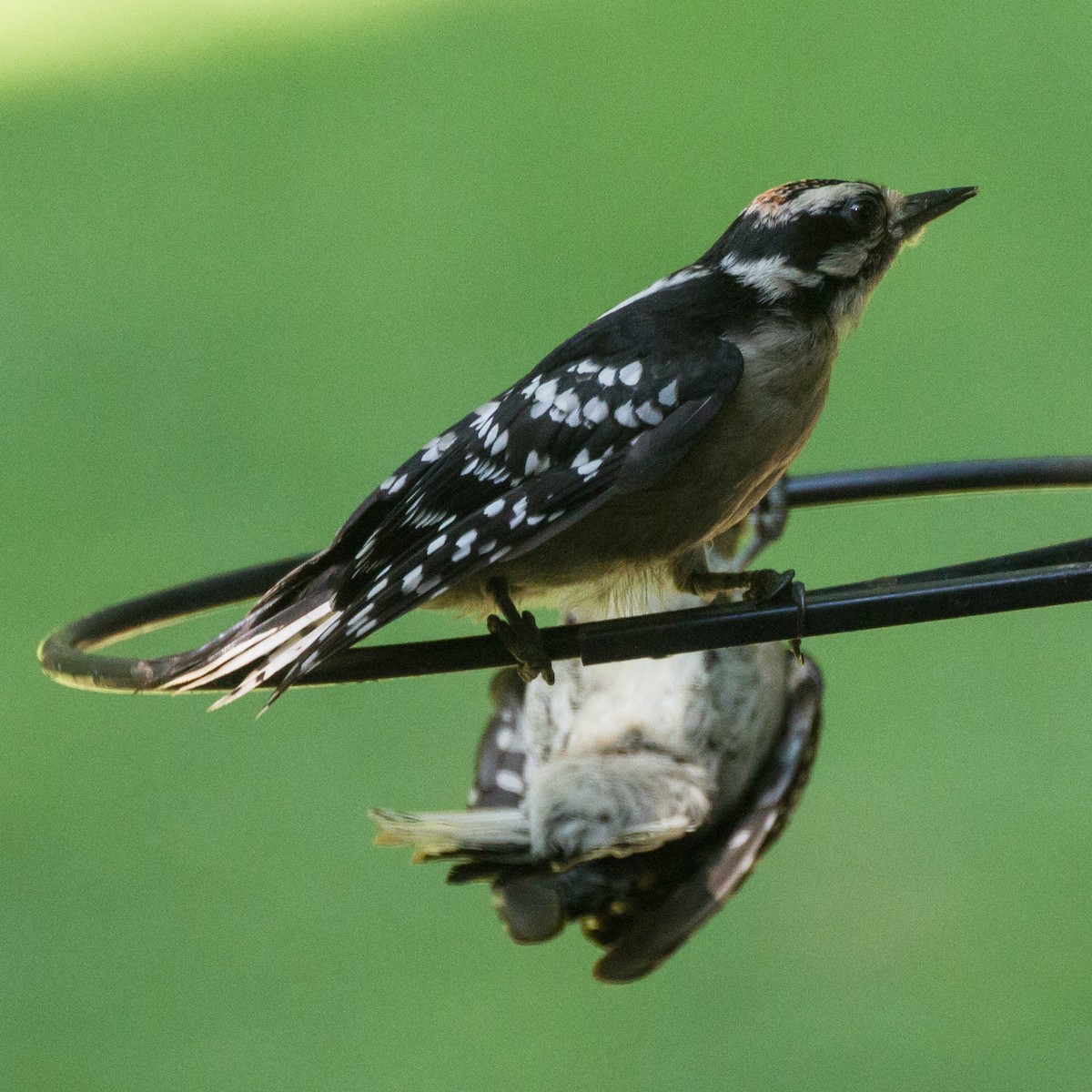 Downy Woodpecker - ML638380738