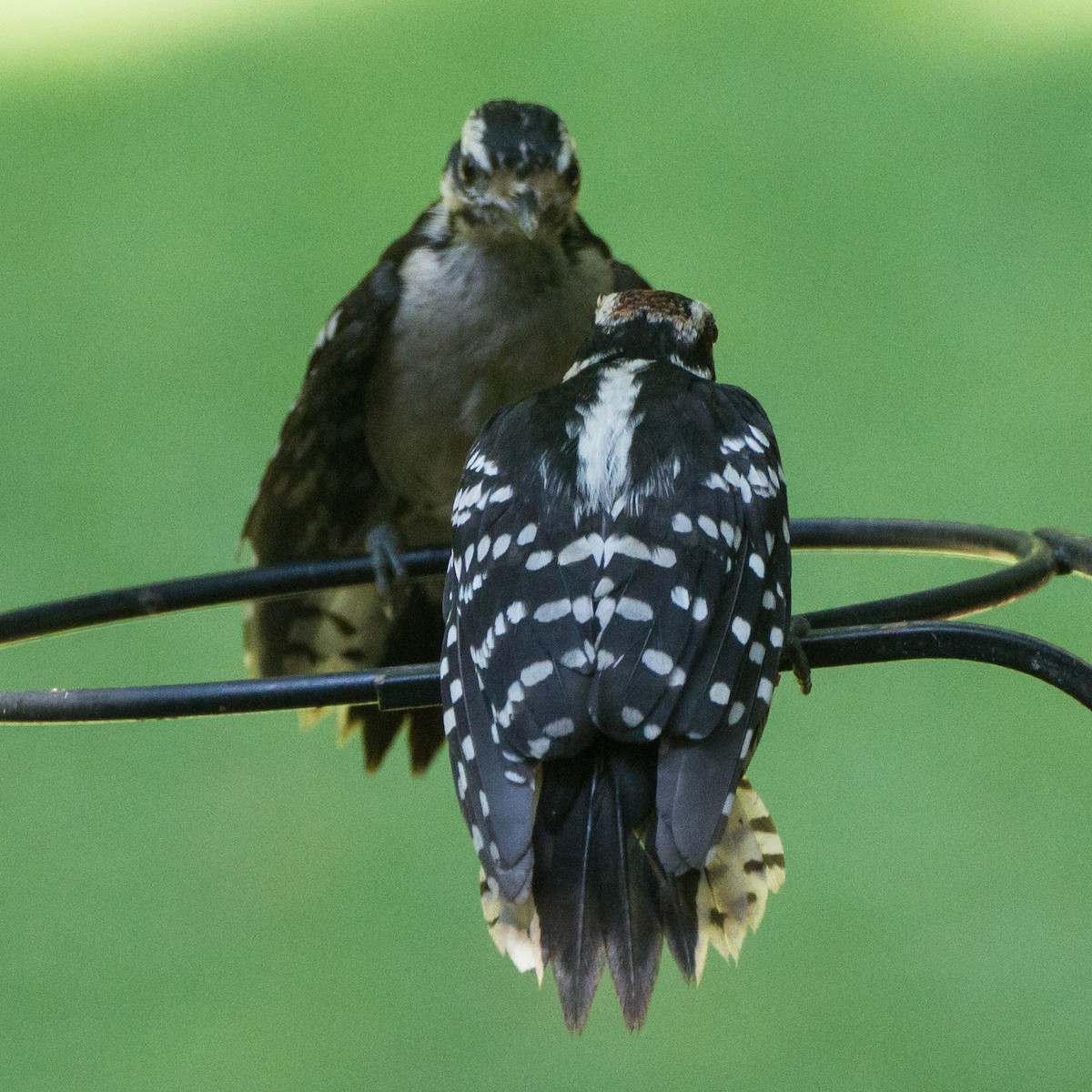Downy Woodpecker - ML638380739
