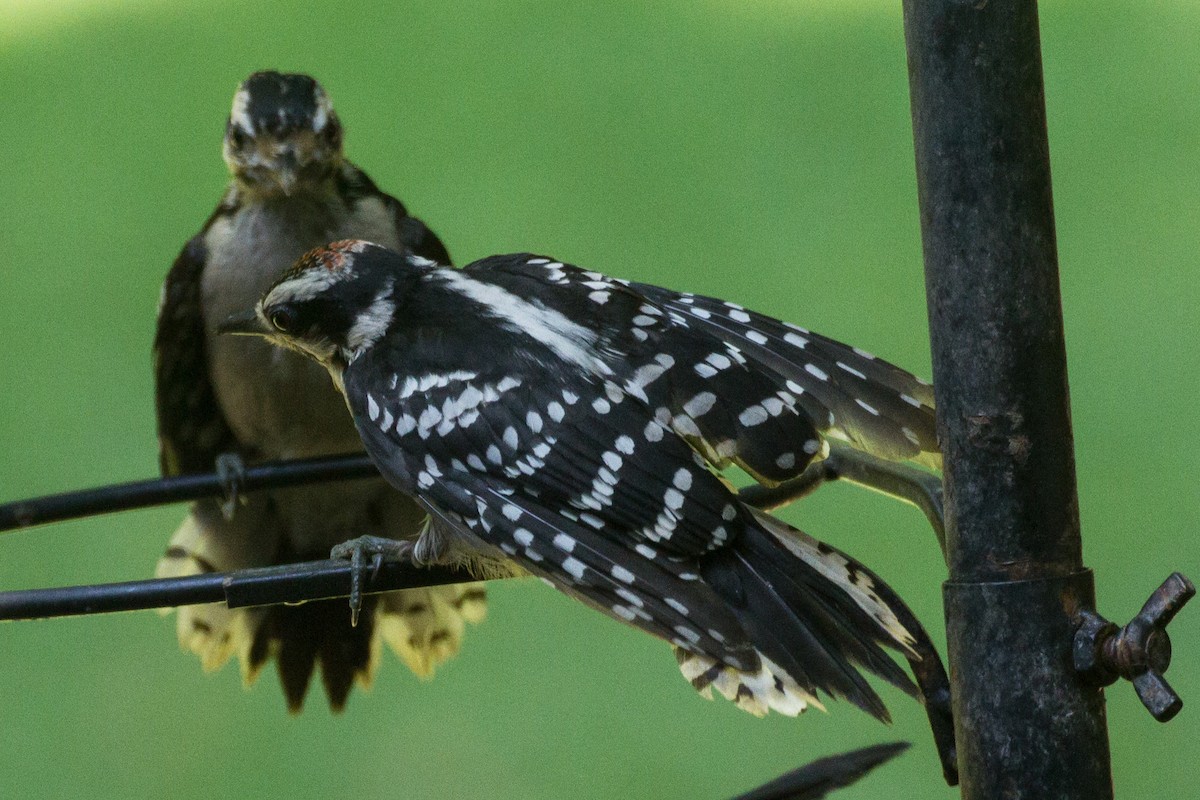 Downy Woodpecker - ML638380740