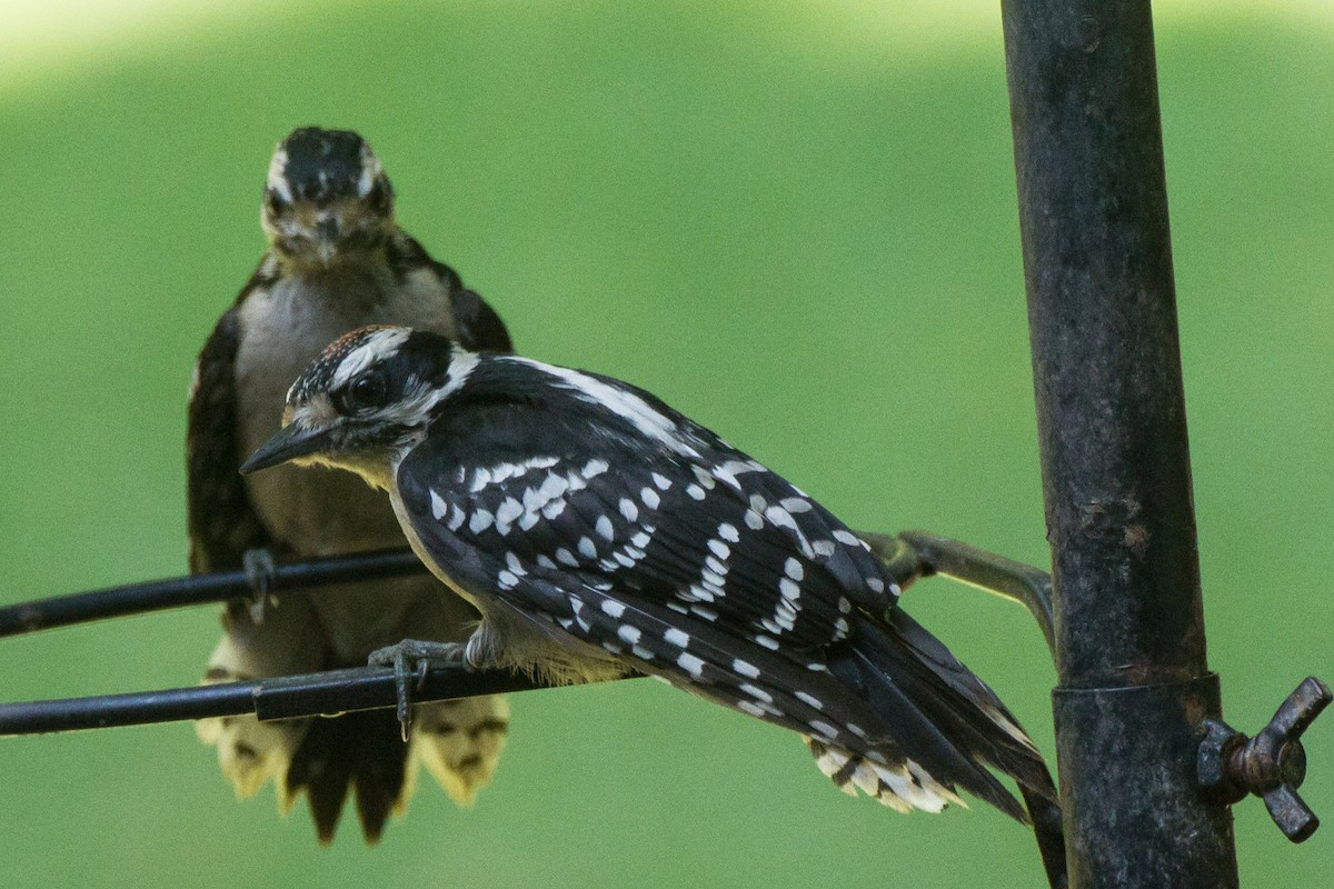 Downy Woodpecker - ML638380741