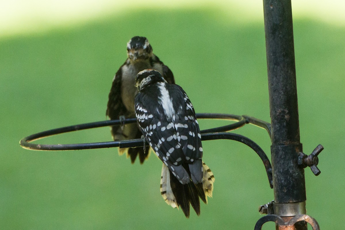Downy Woodpecker - ML638380742