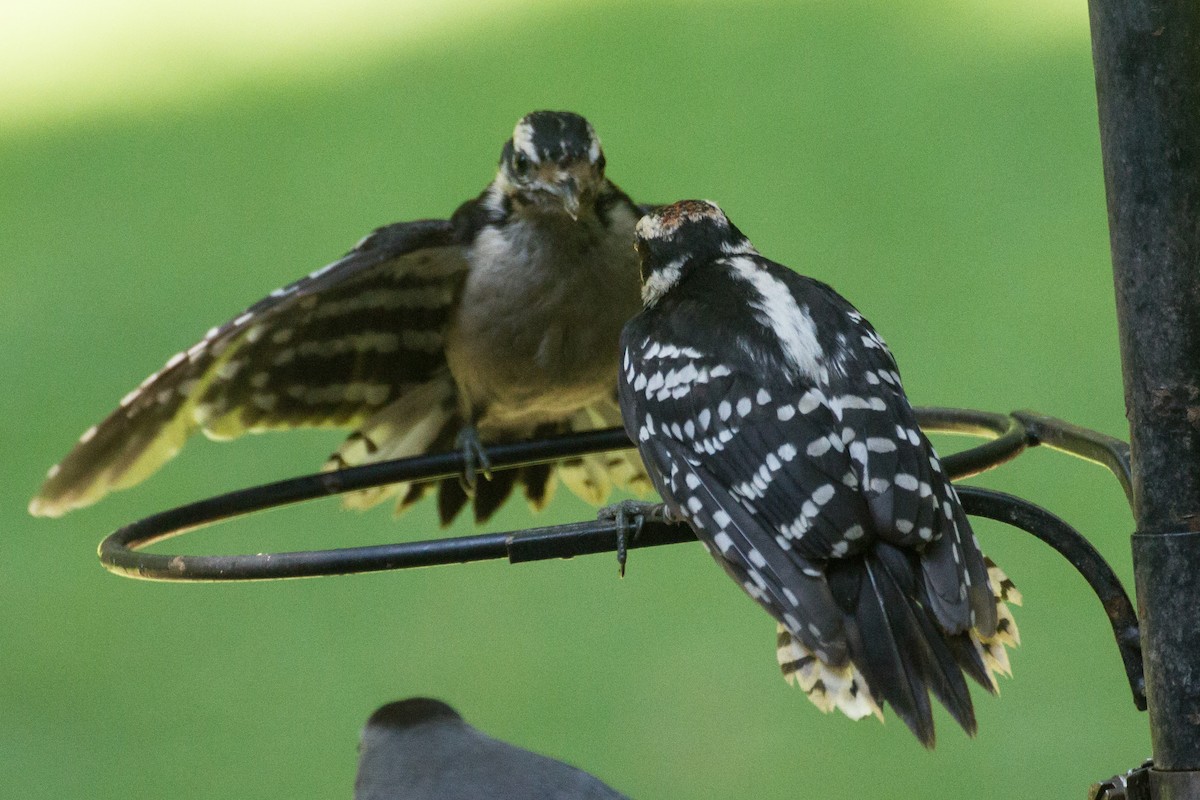 Downy Woodpecker - ML638380743