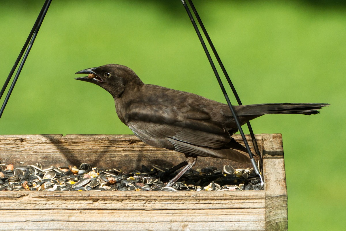 Common Grackle - ML638380759