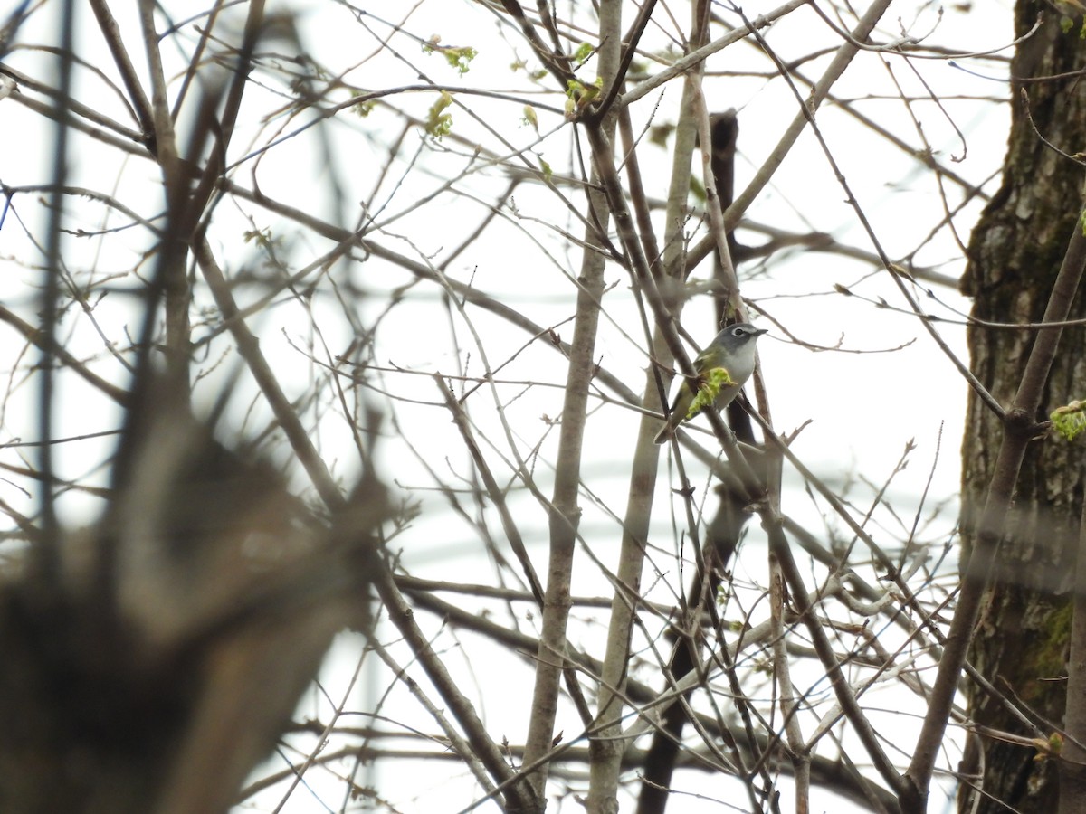 Blue-headed Vireo - ML638380761
