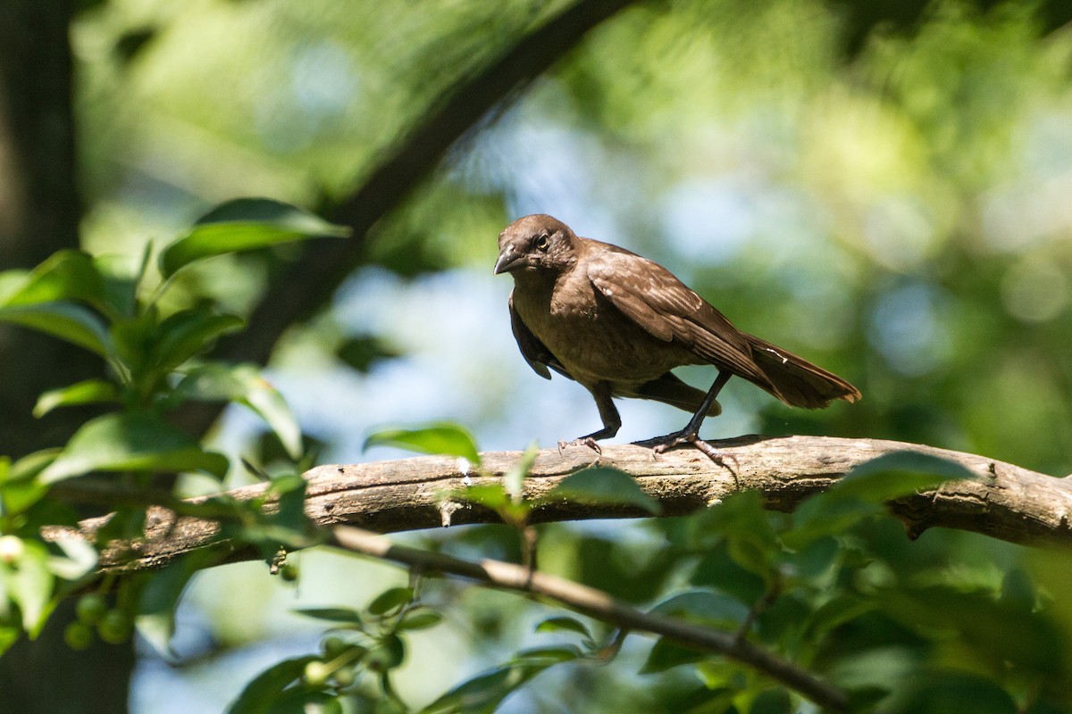Common Grackle - ML638380763