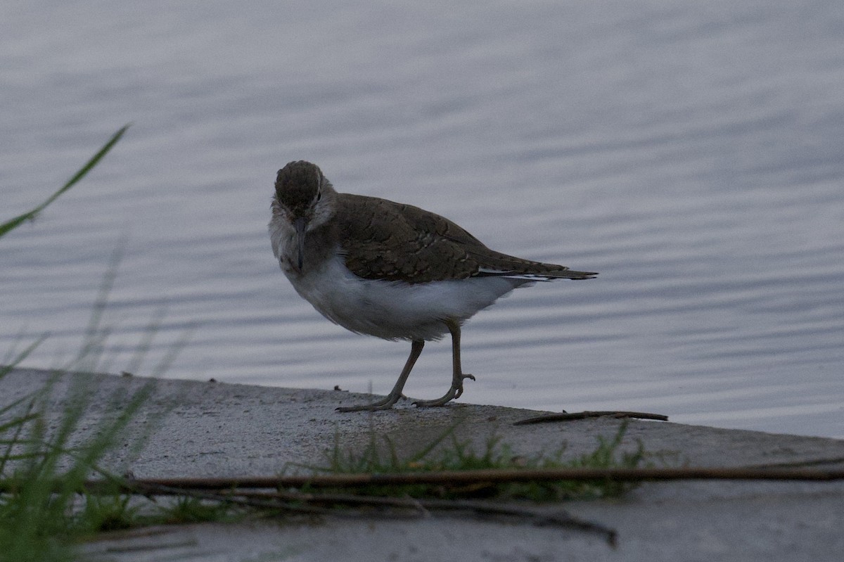 Common Sandpiper - ML638380768