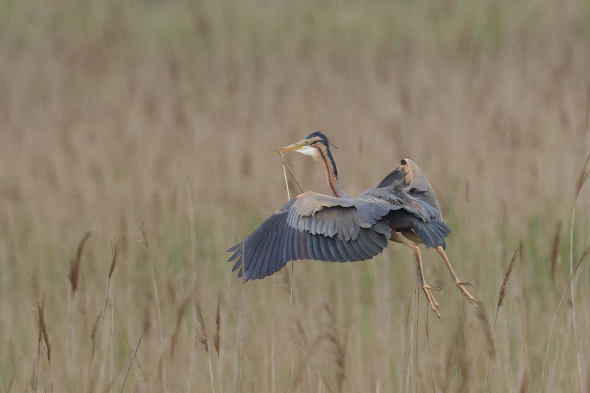 Purple Heron - ML638380775
