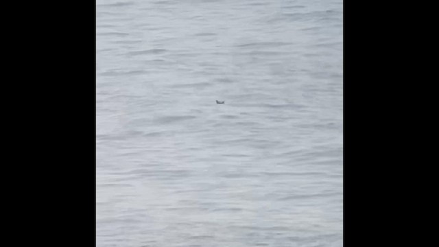 Pigeon Guillemot - ML638380776
