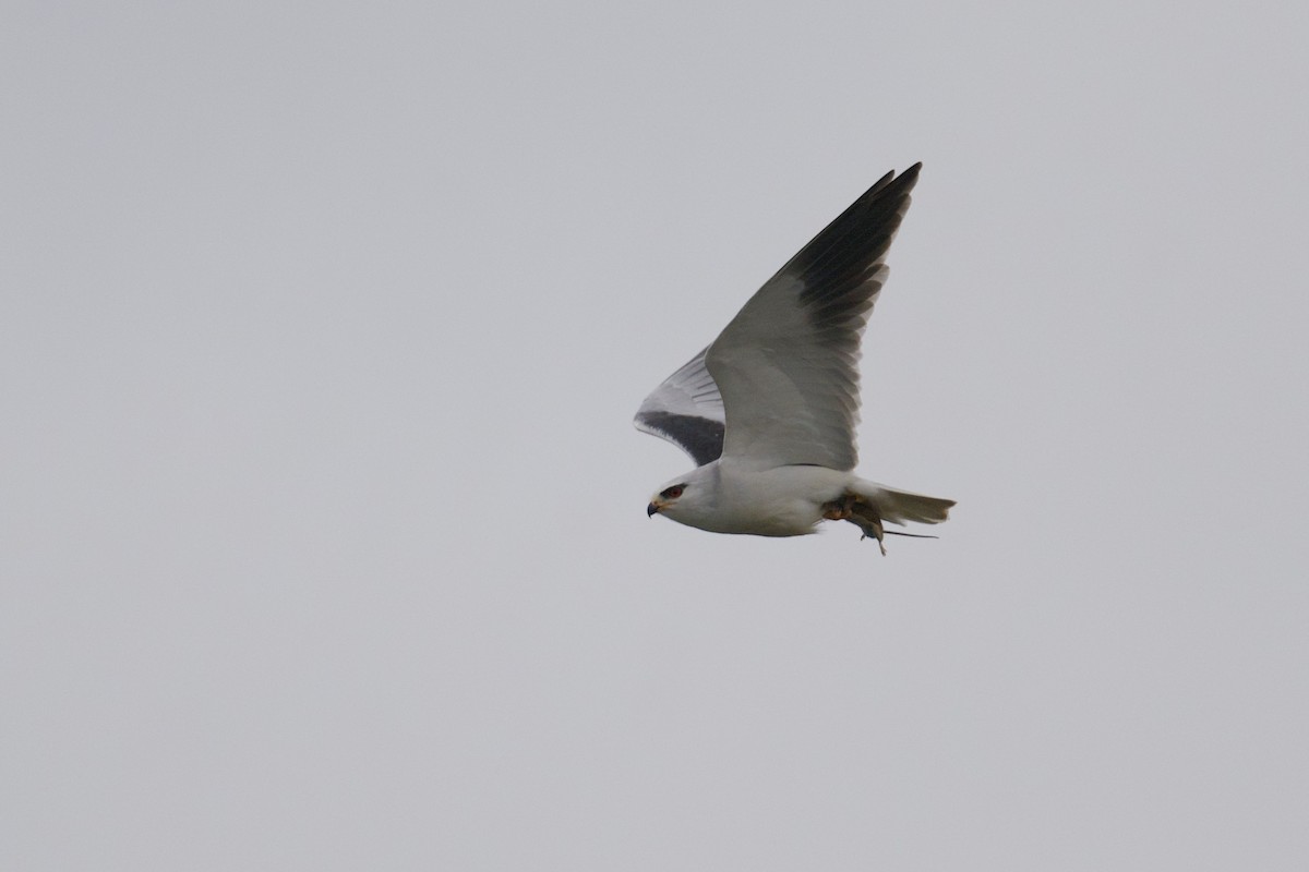 Black-winged Kite - ML638380779