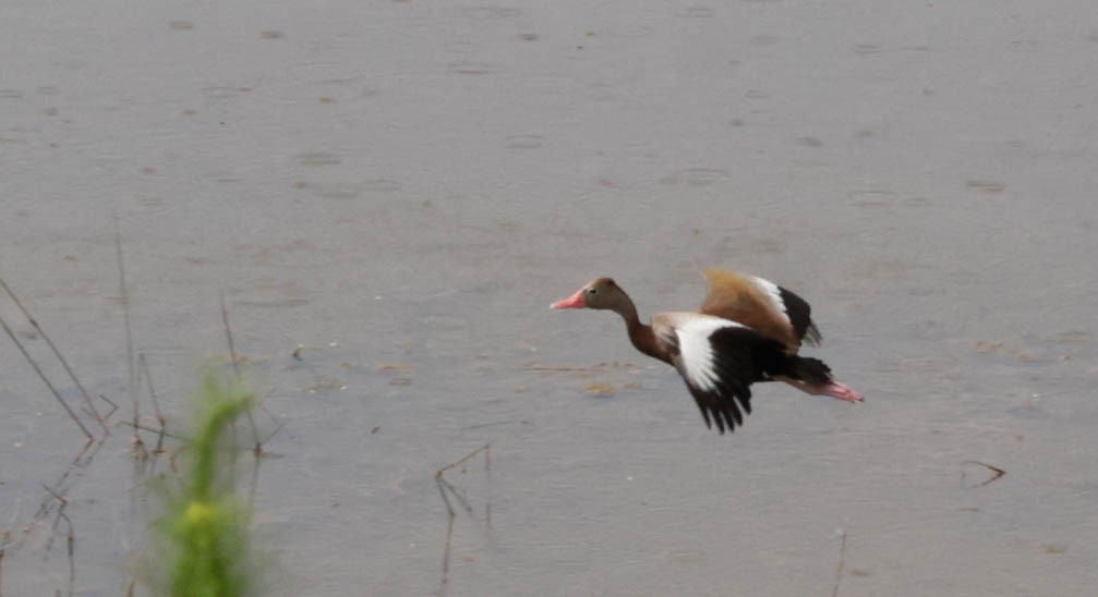 Black-bellied Whistling-Duck - ML638380780