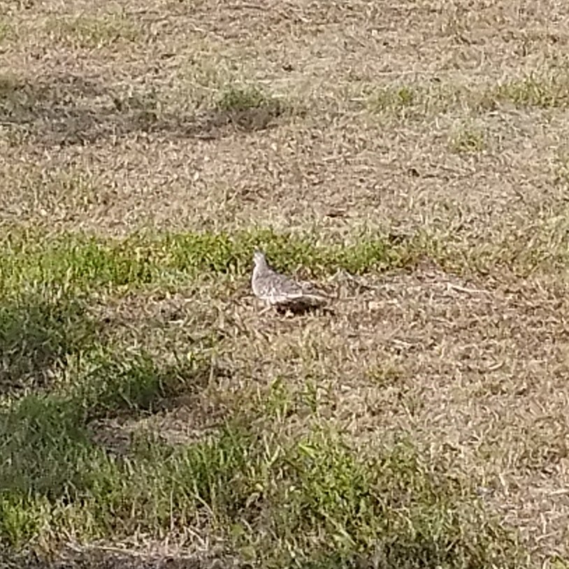 Scaled Dove - ML638380784