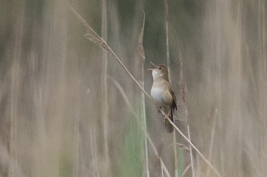 Savi's Warbler - ML638380789
