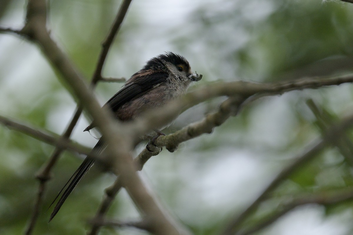 Long-tailed Tit - ML638380793